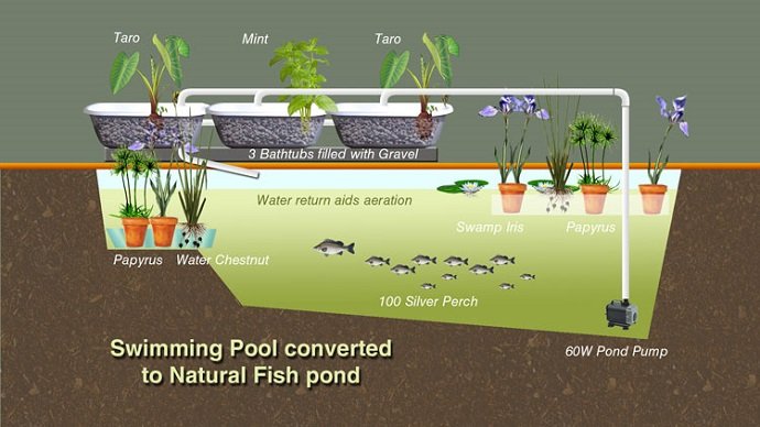 Converting a Swimming Pool to Grow Fish - The Permaculture ...