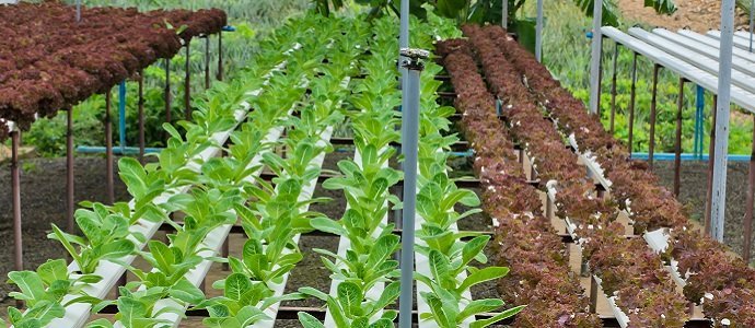 Leaf lettuce plantation in hydroponics system