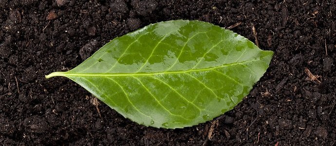 a soil with green leaf