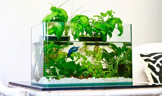 How To Improve Fish Tank Health With Aquaponics Systems ...