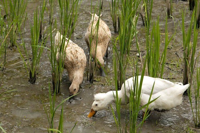 The Use of Ducks in Rice Fields in the Control of Weed and Pest 01