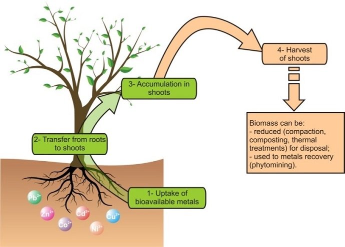 Phytoremediation - The Permaculture Research Institute
