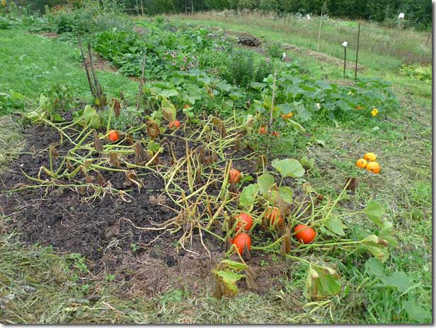 How To Prepare And Take Care Of A No Dig Vegetable Garden
