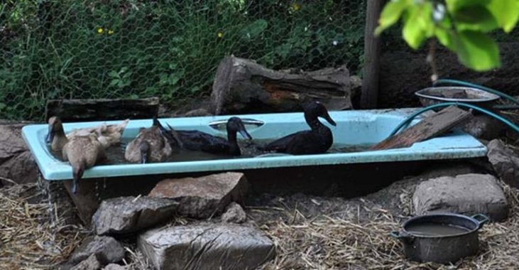 Ducks In A Permaculture System