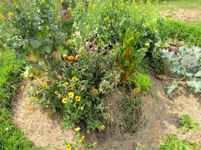 Guilds for the Small Scale Home Garden The Permaculture