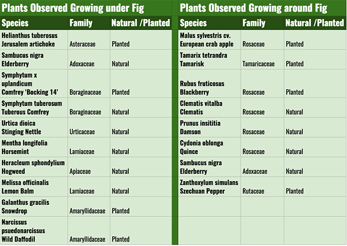 Companion Planting Chart South Africa