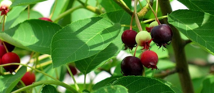 Fruit Tree Maturity Chart