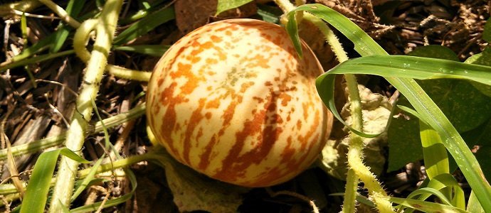 Melon (plante) — Wikipédia