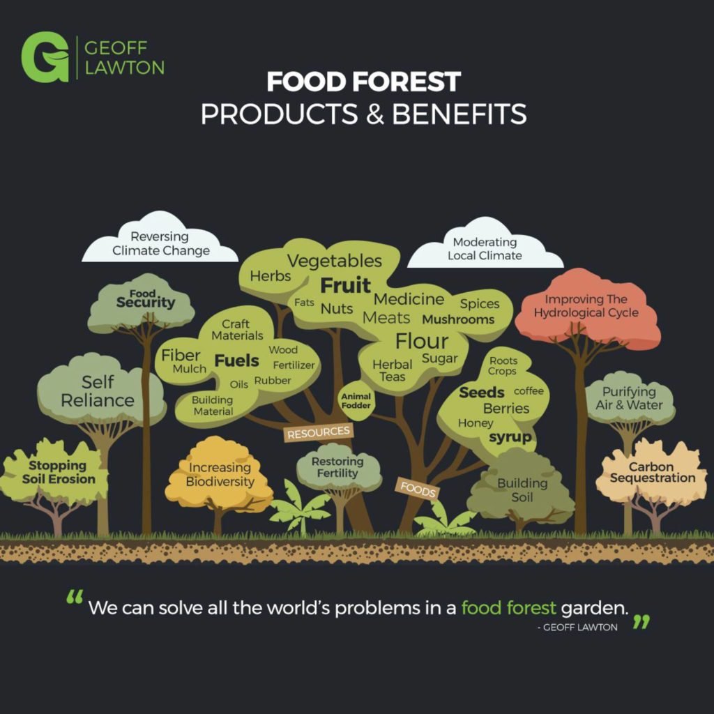 What is a Food Forest - The Permaculture Research Institute