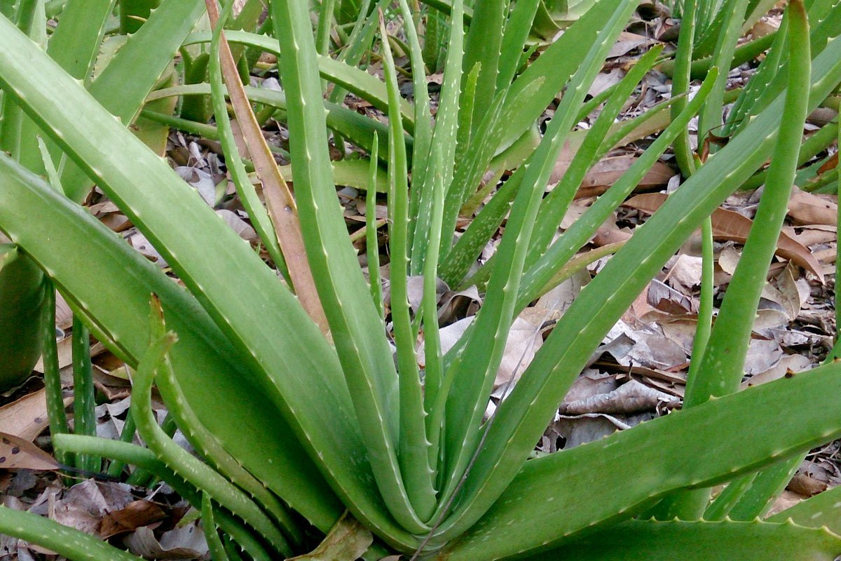 Herbs of Zaytuna - Aloe Vera - The Permaculture Research Institute