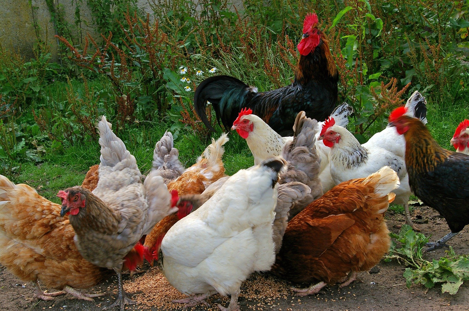 Free Range Chickens: Tips for the Garden and Backyard - Poultry Producer