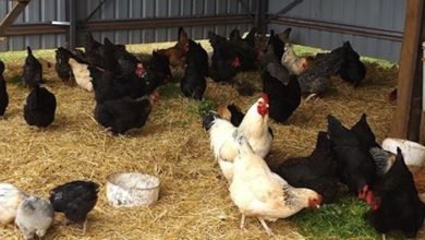 Seven Advantages of Deep Litter Housing for Chickens 1