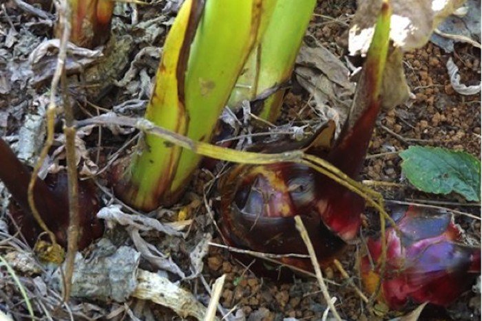 How to Harvest and Use Queensland Arrowroot - The Permaculture