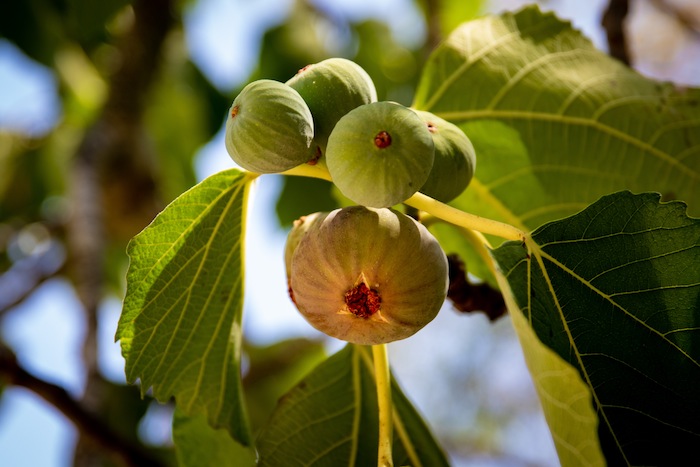 figs flower
