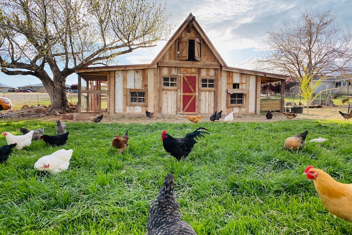Building a Chicken Coop: 11 Cheap Ways - The Permaculture Research Institute