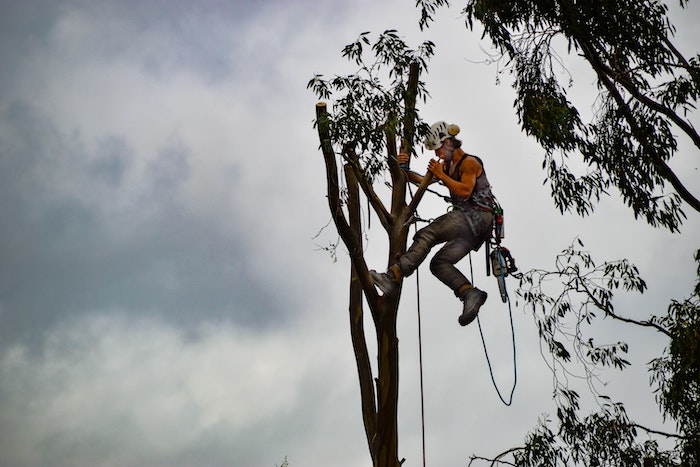A Quick Guide To Tree Climbing Gear For Arborists - The Permaculture  Research Institute