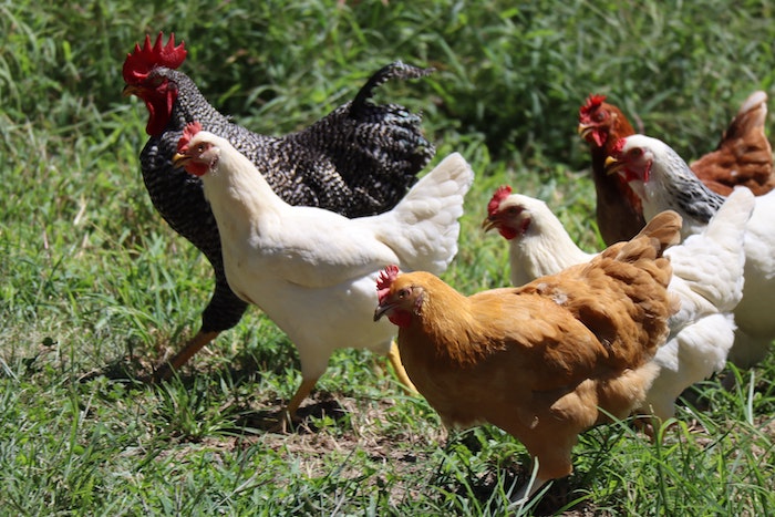 5 Best Chicken Breeds and Picking The Perfect Flock Mate - The Permaculture  Research Institute